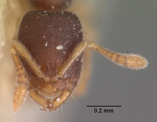 Prionopelta opaca specimen