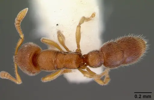 Prionopelta opaca - CASENT0172298