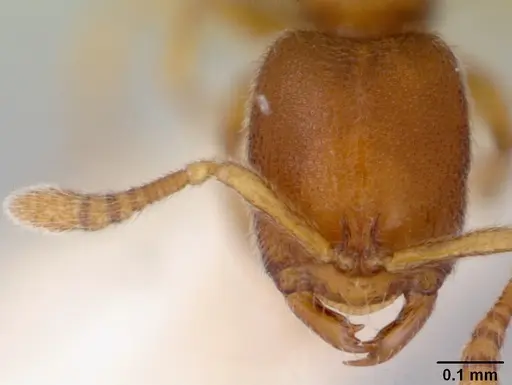 Prionopelta opaca - CASENT0172298