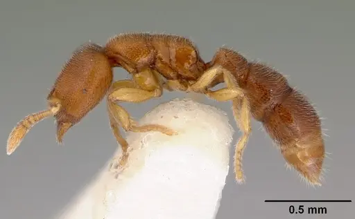 Prionopelta opaca - CASENT0172298