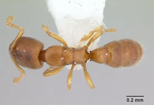 Prionopelta opaca - CASENT0173563