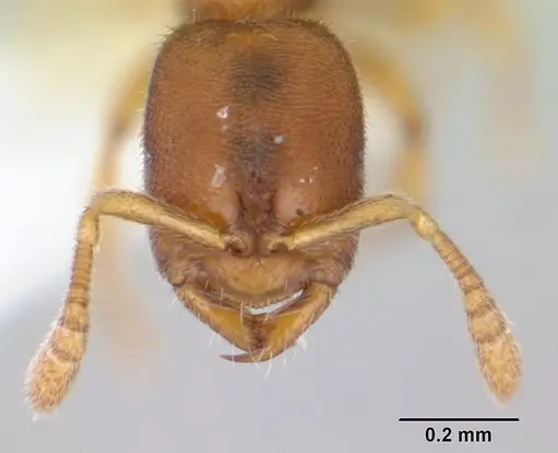 Prionopelta opaca - CASENT0173563