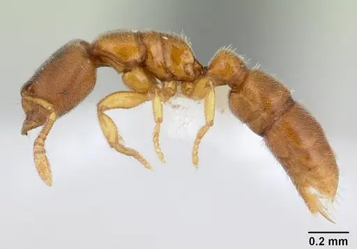 Prionopelta opaca - CASENT0173563