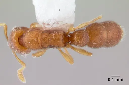 Prionopelta opaca - CASENT0178410