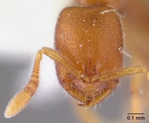 Prionopelta opaca - CASENT0178410