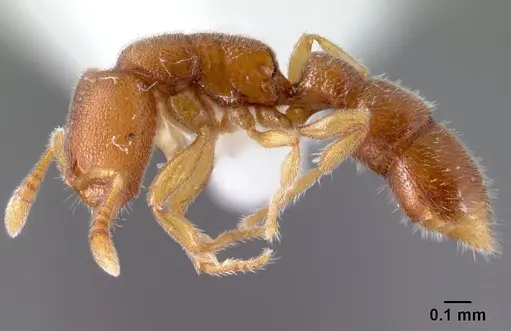 Prionopelta opaca - CASENT0178410