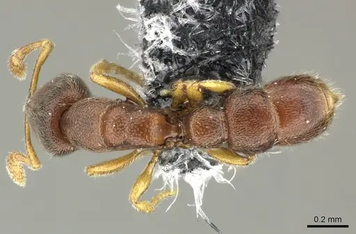 Prionopelta opaca - CASENT0219894