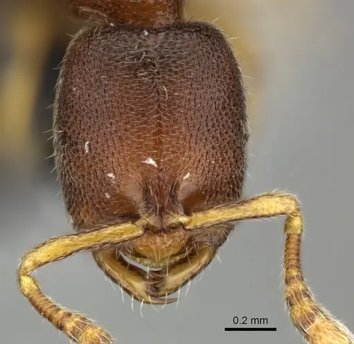 Prionopelta opaca - CASENT0219894