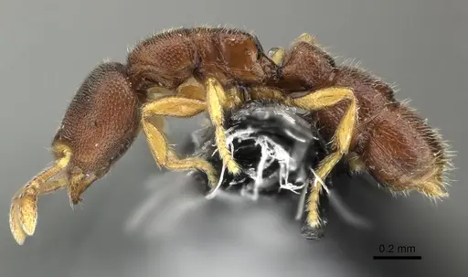 Prionopelta opaca - CASENT0219894