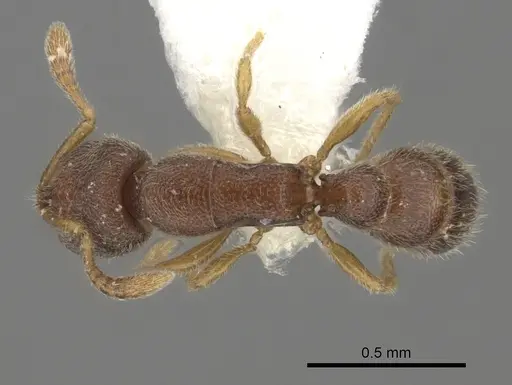 Prionopelta opaca - CASENT0260468