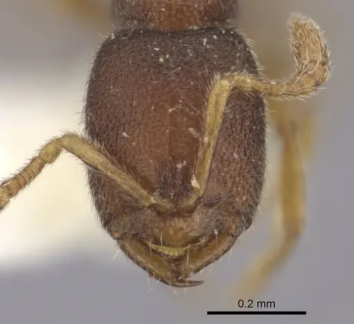 Prionopelta opaca - CASENT0260468