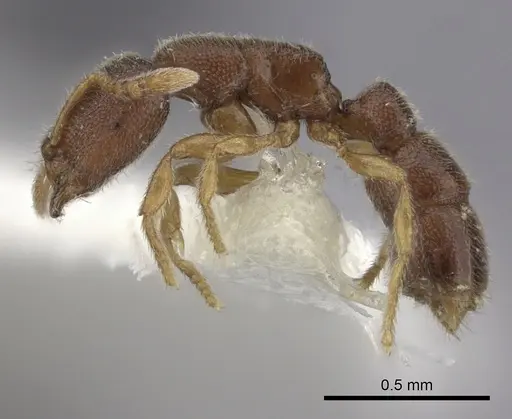 Prionopelta opaca - CASENT0260468