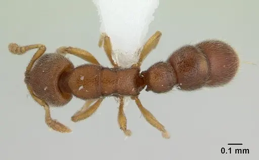 Prionopelta opaca - CASENT0434875