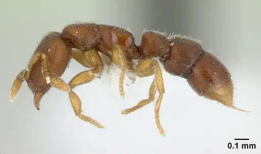 Prionopelta opaca - CASENT0434875