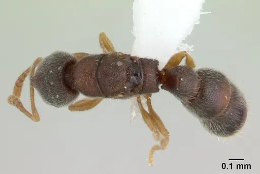 Prionopelta opaca - CASENT0434884