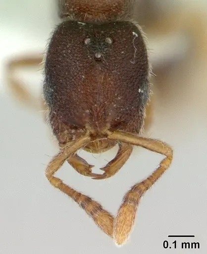 Prionopelta opaca - CASENT0434884