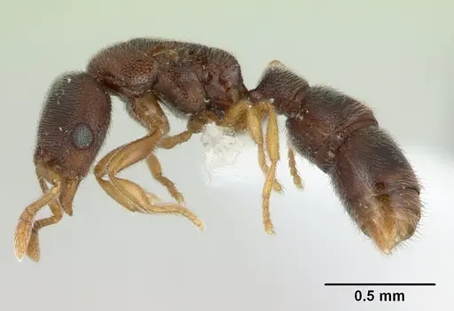 Prionopelta opaca - CASENT0434884