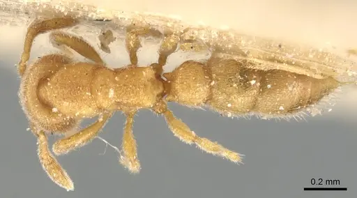 Prionopelta opaca - CASENT0903805