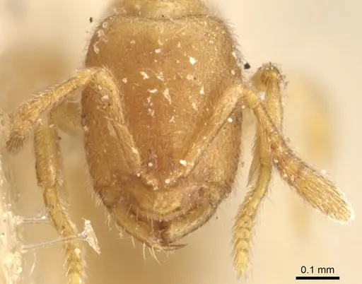 Prionopelta opaca - CASENT0903805