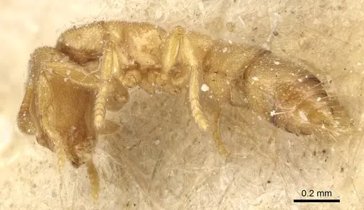 Prionopelta opaca - CASENT0903805