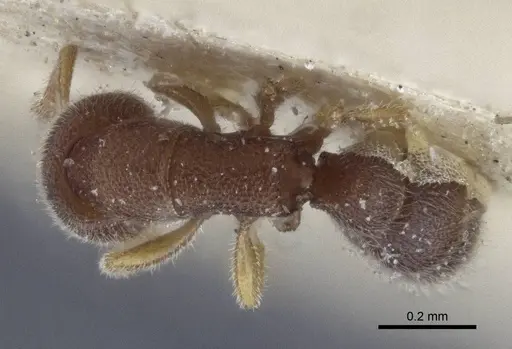 Prionopelta opaca - CASENT0916707