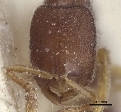 Prionopelta opaca - CASENT0916707