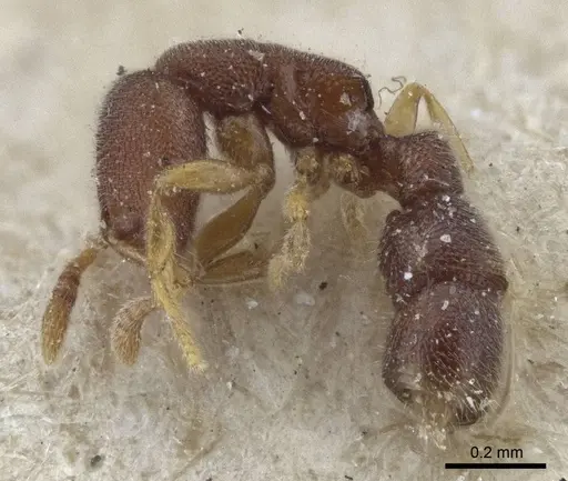 Prionopelta opaca - CASENT0916707