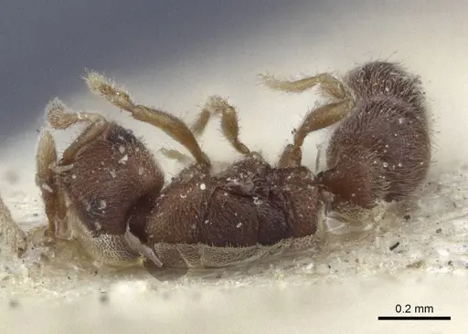 Prionopelta opaca - CASENT0916708