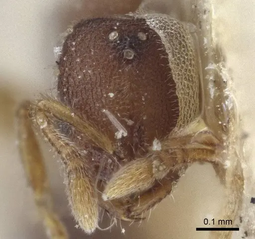 Prionopelta opaca - CASENT0916708