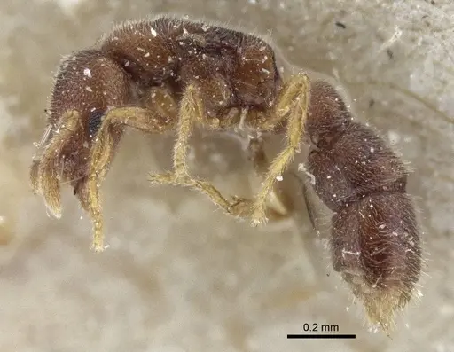 Prionopelta opaca - CASENT0916708