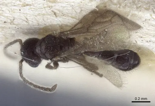 Prionopelta opaca - CASENT0916709