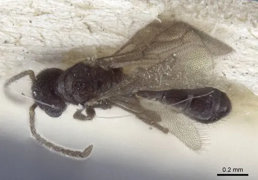 Prionopelta opaca - CASENT0916709