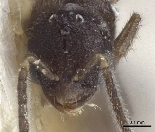 Prionopelta opaca - CASENT0916709