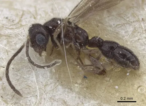 Prionopelta opaca - CASENT0916709