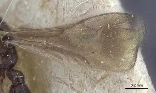 Prionopelta opaca - CASENT0916709