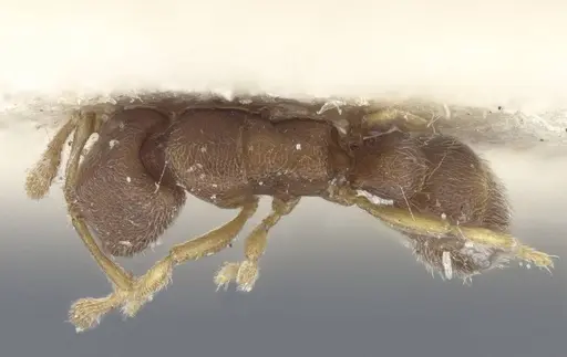 Prionopelta opaca - CASENT0916800