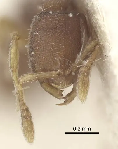 Prionopelta opaca - CASENT0916800