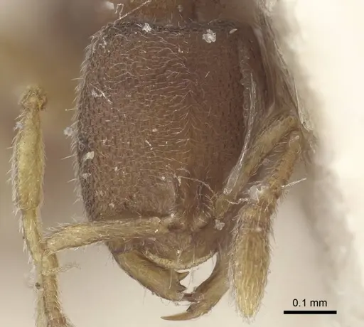 Prionopelta opaca - CASENT0916800