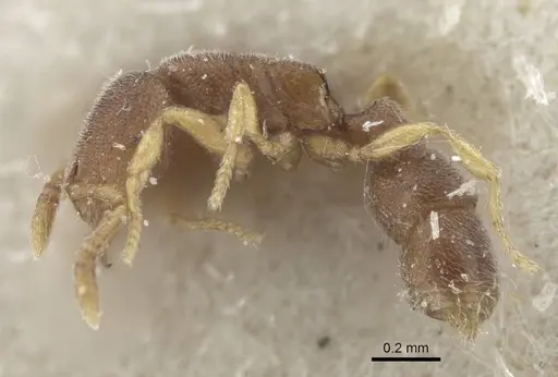 Prionopelta opaca - CASENT0916800