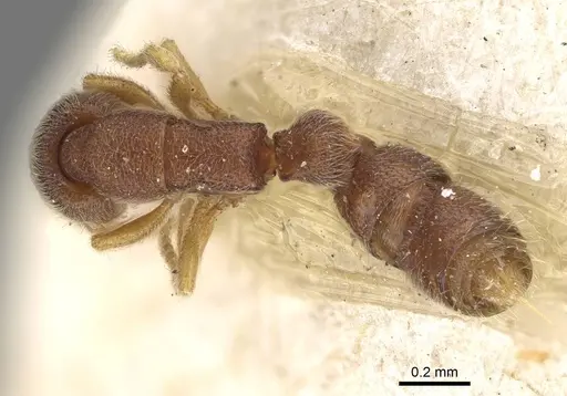 Prionopelta opaca - CASENT0922428