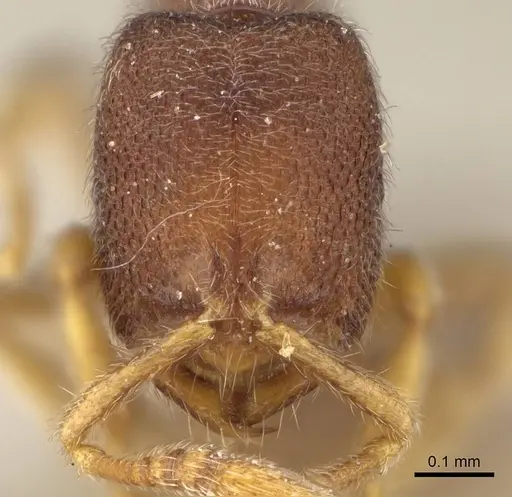 Prionopelta opaca - CASENT0922428