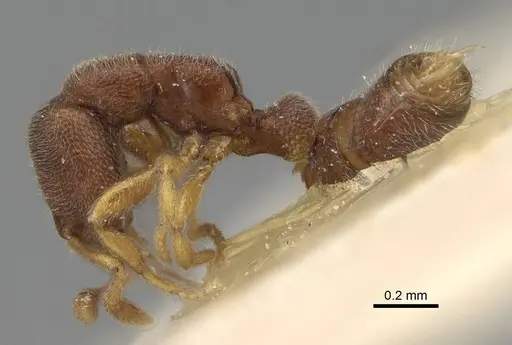 Prionopelta opaca - CASENT0922428