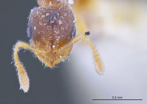 Prionopelta punctulata specimen
