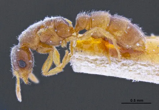 Prionopelta punctulata specimen