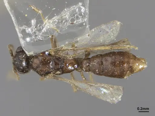 Prionopelta punctulata - ANTWEB1041477
