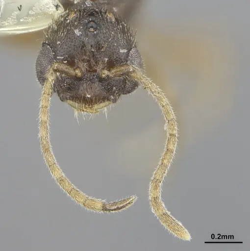 Prionopelta punctulata - ANTWEB1041477