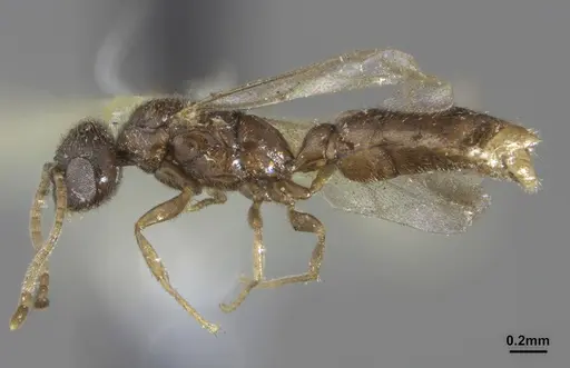 Prionopelta punctulata - ANTWEB1041477