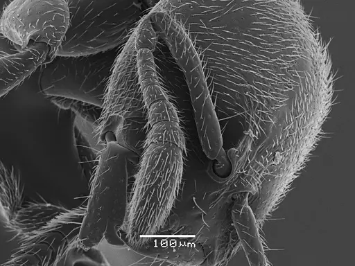 Prionopelta punctulata - ANTWEB1041478