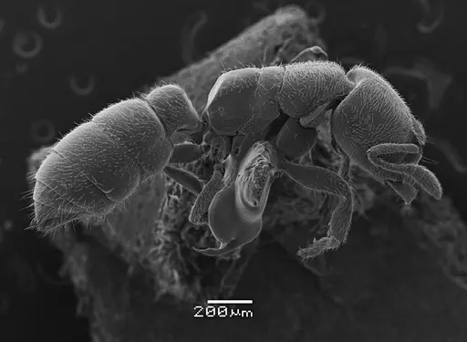 Prionopelta punctulata - ANTWEB1041478