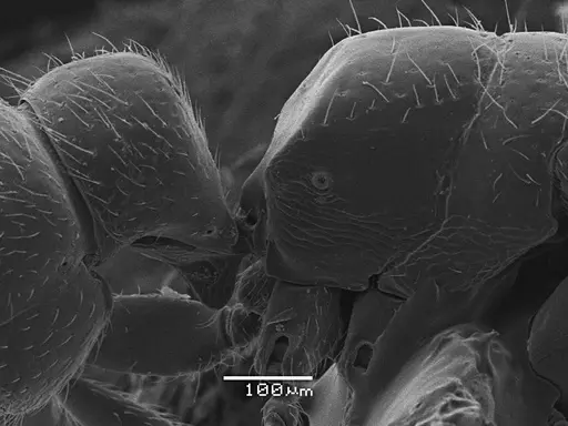 Prionopelta punctulata - ANTWEB1041478